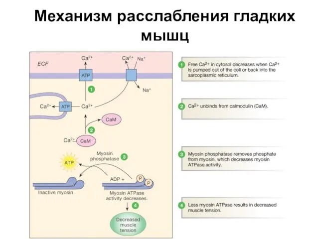 Механизм расслабления гладких мышц Figure 12-29: Relaxation in smooth muscle