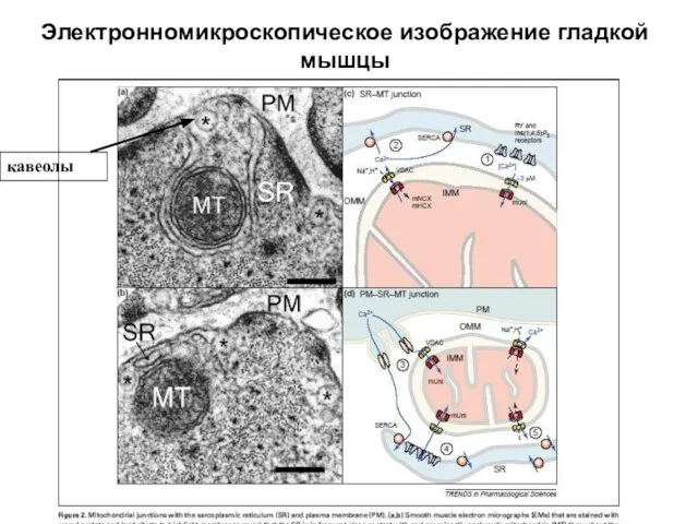 Электронномикроскопическое изображение гладкой мышцы кавеолы