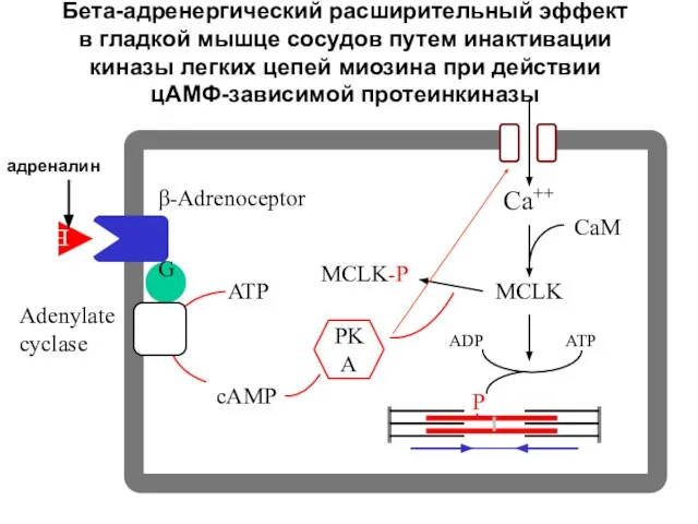 Бета-адренергический расширительный эффект в гладкой мышце сосудов путем инактивации киназы легких цепей