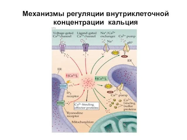 Механизмы регуляции внутриклеточной концентрации кальция