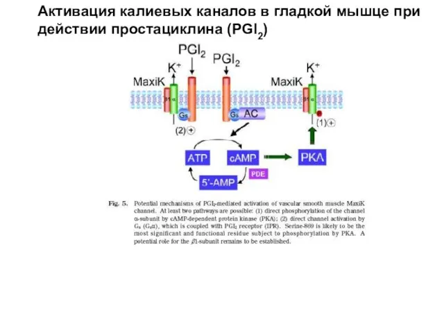 Активация калиевых каналов в гладкой мышце при действии простациклина (PGI2)