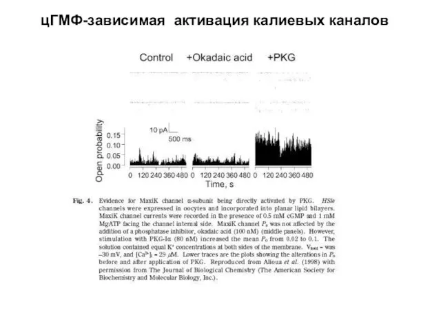 цГМФ-зависимая активация калиевых каналов