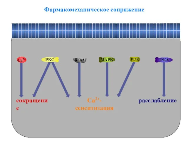 Ca2+-сенситизация Фармакомеханическое сопряжение расслабление сокращение