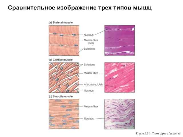 Muscle Types Figure 12-1: Three types of muscles Сравнительное изображение трех типов мышц