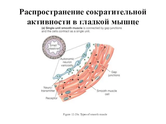 Распространение сократительной активности в гладкой мышце (кишечника) Figure 12-25a: Types of smooth muscle