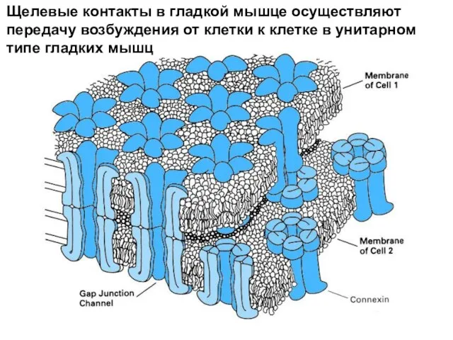 Щелевые контакты в гладкой мышце осуществляют передачу возбуждения от клетки к клетке