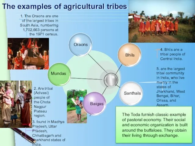 The examples of agricultural tribes 4. Bhils are a tribal people of