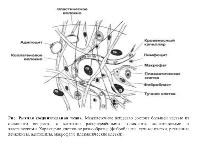 Рис. Рыхлая соединительная ткань. Межклеточное вещество состоит большей частью из основного вещества