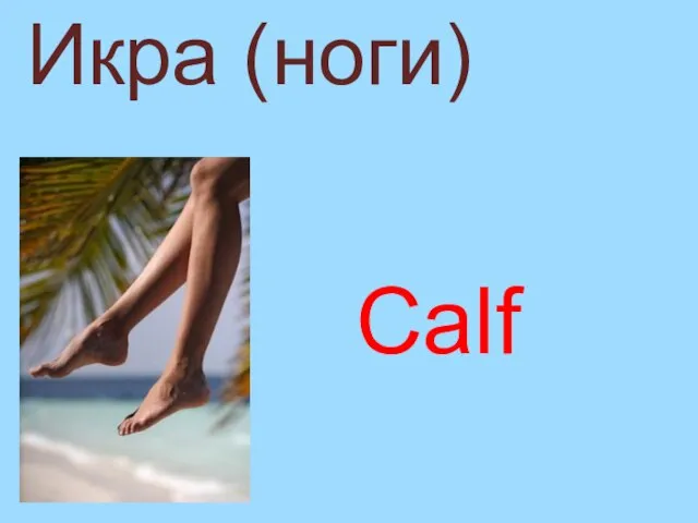 Calf Икра (ноги)
