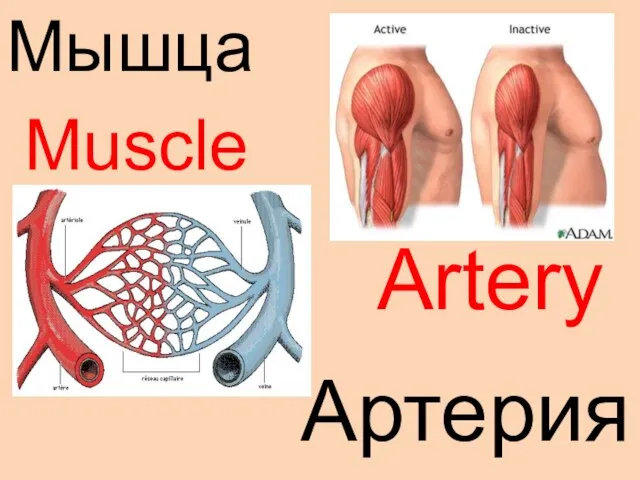 Muscle Artery Мышца Артерия