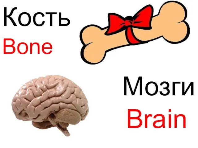 Bone Brain Кость Мозги