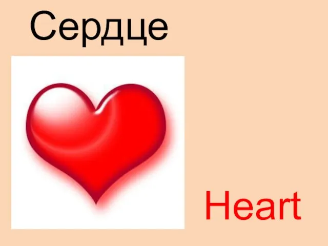 Heart Сердце