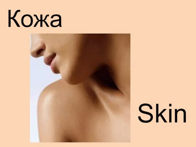 Skin Кожа