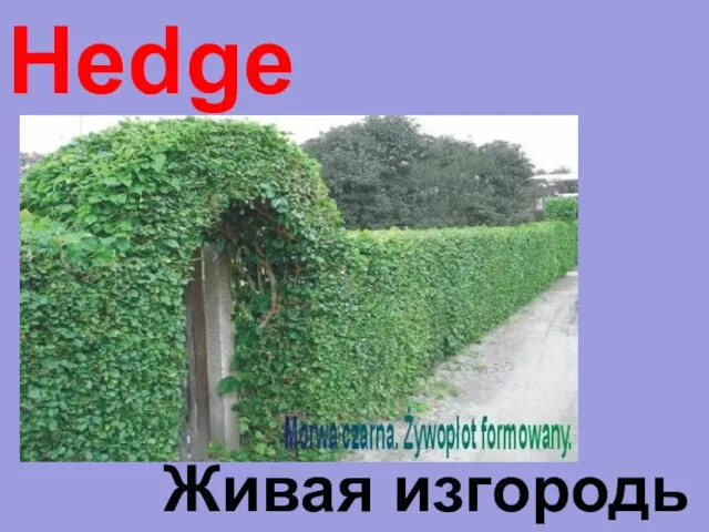 Hedge Живая изгородь