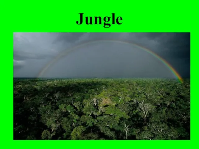 Jungle