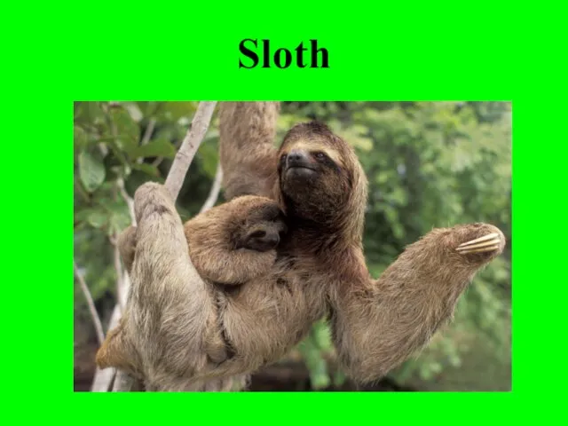 Sloth