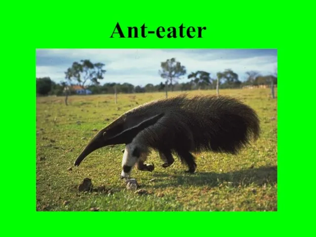 Ant-eater