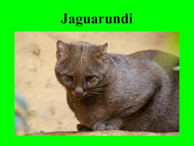 Jaguarundi