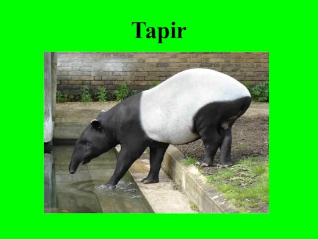 Tapir