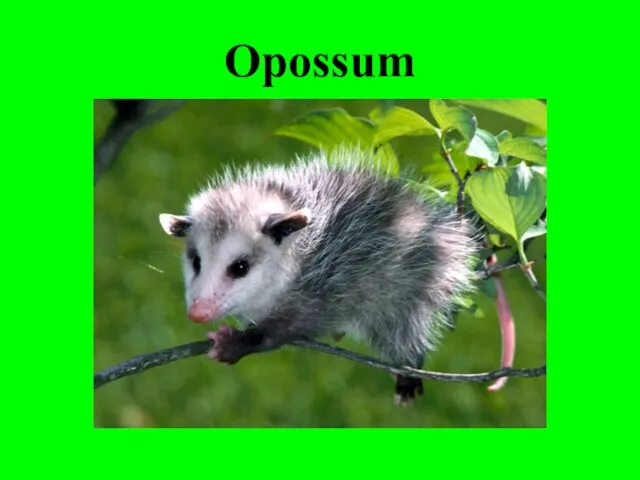 Opossum