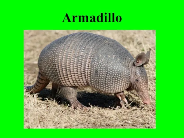 Armadillo