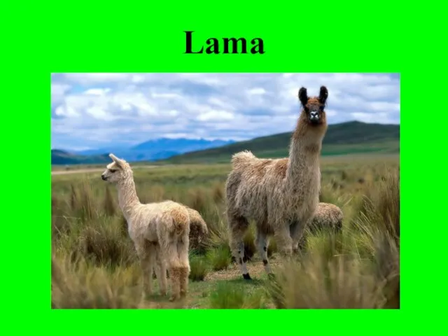 Lama