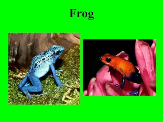 Frog