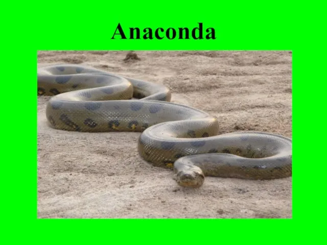 Anaconda