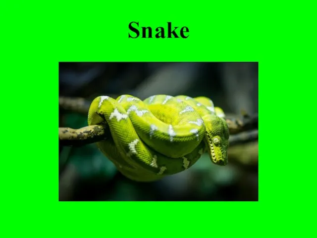 Snake