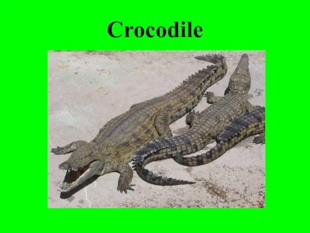 Crocodile