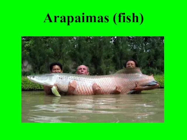 Arapaimas (fish)