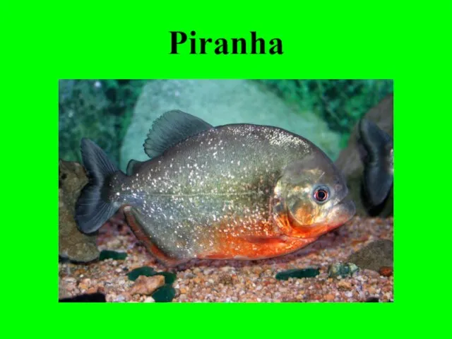 Piranha