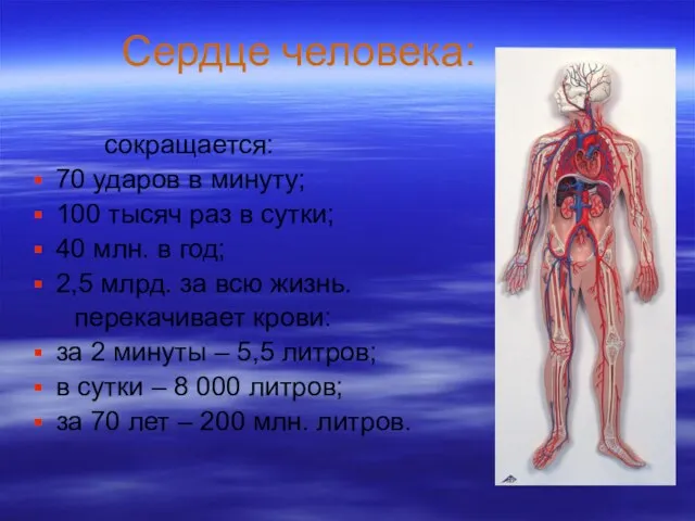 Сердце человека: сокращается: 70 ударов в минуту; 100 тысяч раз в сутки;