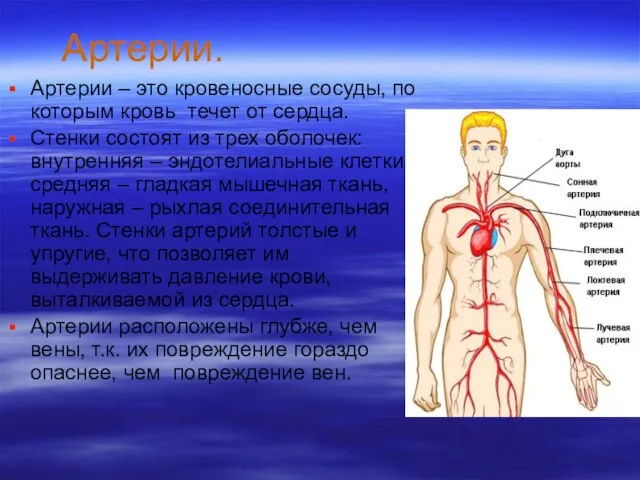 Артерии. Артерии – это кровеносные сосуды, по которым кровь течет от сердца.