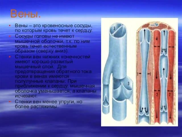 Вены. Вены – это кровеносные сосуды, по которым кровь течет к сердцу.