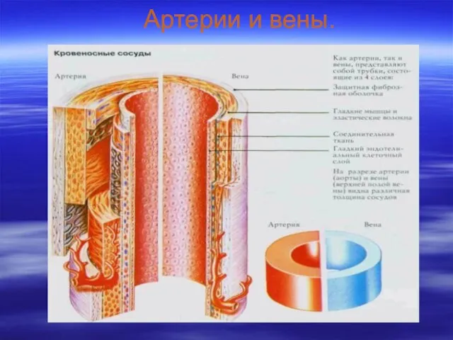 Артерии и вены.