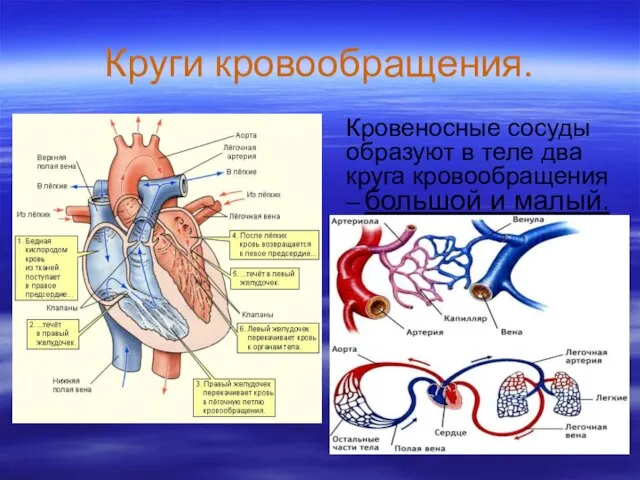 Круги кровообращения. Кровеносные сосуды образуют в теле два круга кровообращения – большой и малый.