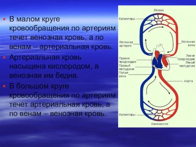 В малом круге кровообращения по артериям течет венозная кровь, а по венам