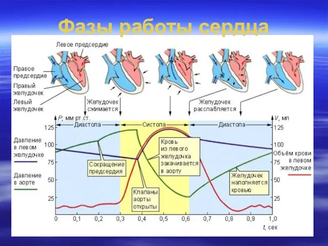 Фазы работы сердца