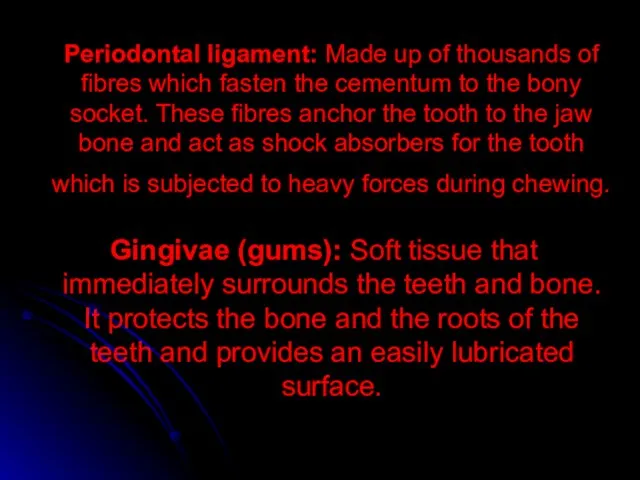 Periodontal ligament: Made up of thousands of fibres which fasten the cementum