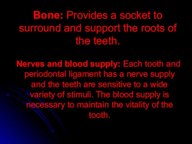 Bone: Provides a socket to surround and support the roots of the