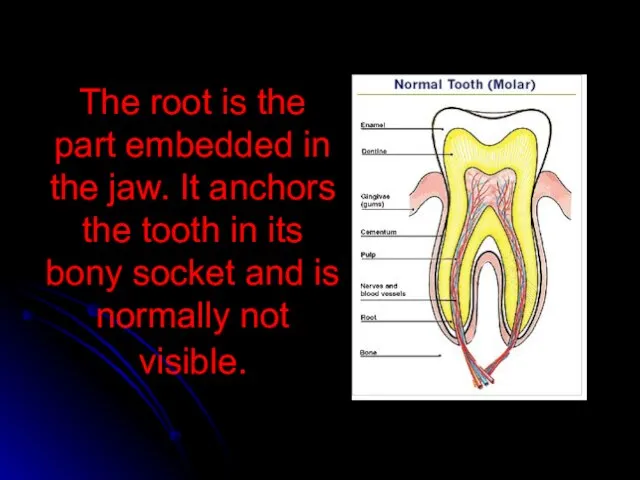 The root is the part embedded in the jaw. It anchors the