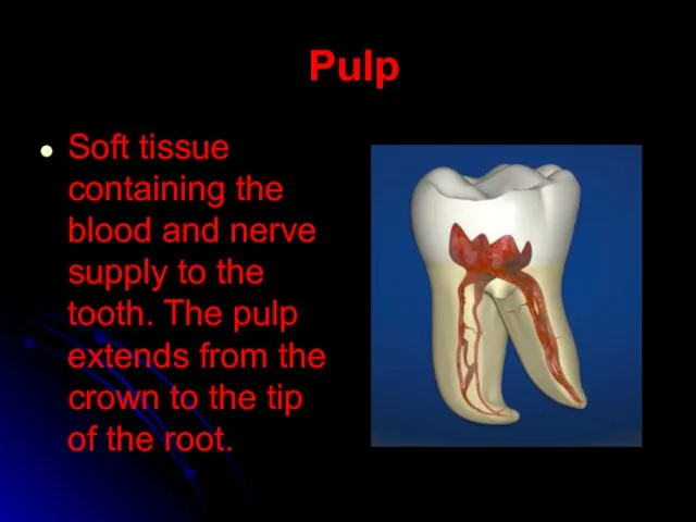 Pulp Soft tissue containing the blood and nerve supply to the tooth.