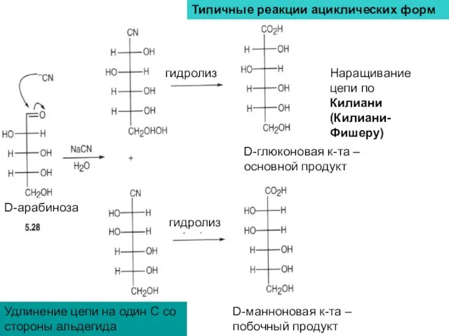 Типичные реакции ациклических форм Наращивание цепи по Килиани (Килиани-Фишеру) Удлинение цепи на