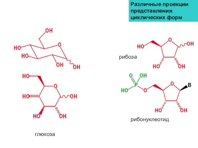 Различные проекции представления циклических форм рибоза рибонуклеотид глюкоза