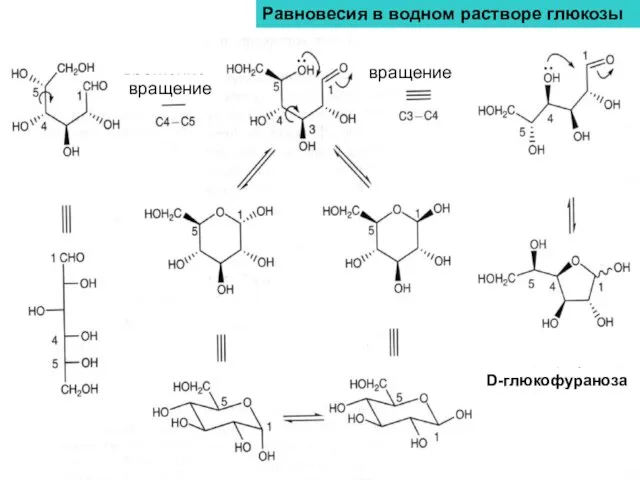 Равновесия в водном растворе глюкозы вращение вращение вращение D-глюкофураноза