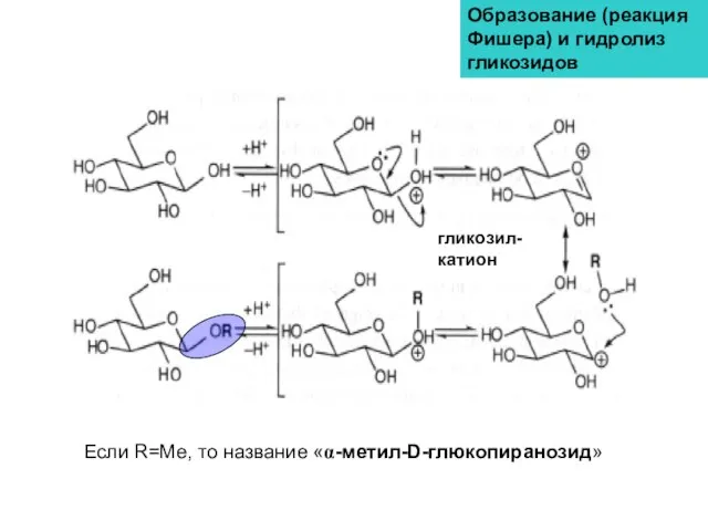 Образование (реакция Фишера) и гидролиз гликозидов Если R=Me, то название «α-метил-D-глюкопиранозид» гликозил-катион
