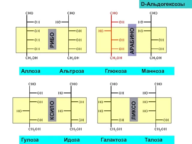 Аллоза Альтроза Глюкоза Манноза Гулоза Идоза Галактоза Талоза D-Альдогексозы РИБО АРАБИНО КСИЛО ЛИКСО