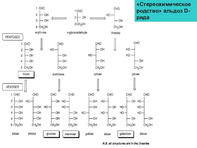 «Стереохимическое родство» альдоз D-ряда