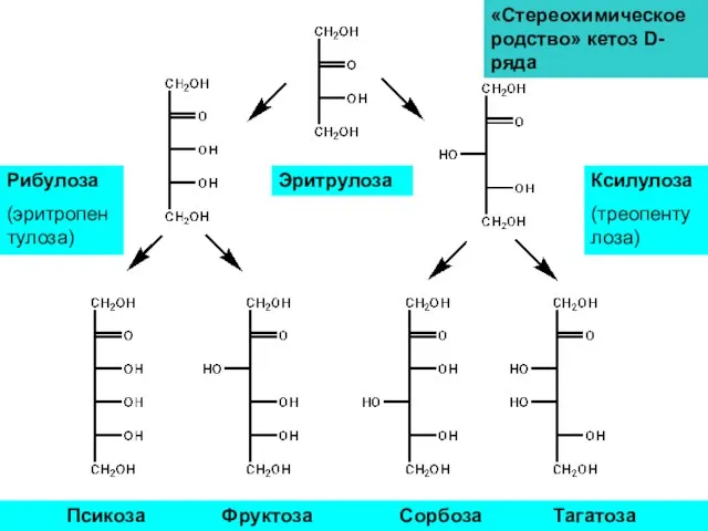 «Стереохимическое родство» кетоз D-ряда Эритрулоза Рибулоза (эритропентулоза) Ксилулоза (треопентулоза) Псикоза Фруктоза Сорбоза Тагатоза